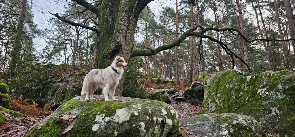 Oodles Hazel du Triskel des Elfes - Berger Australien LOF