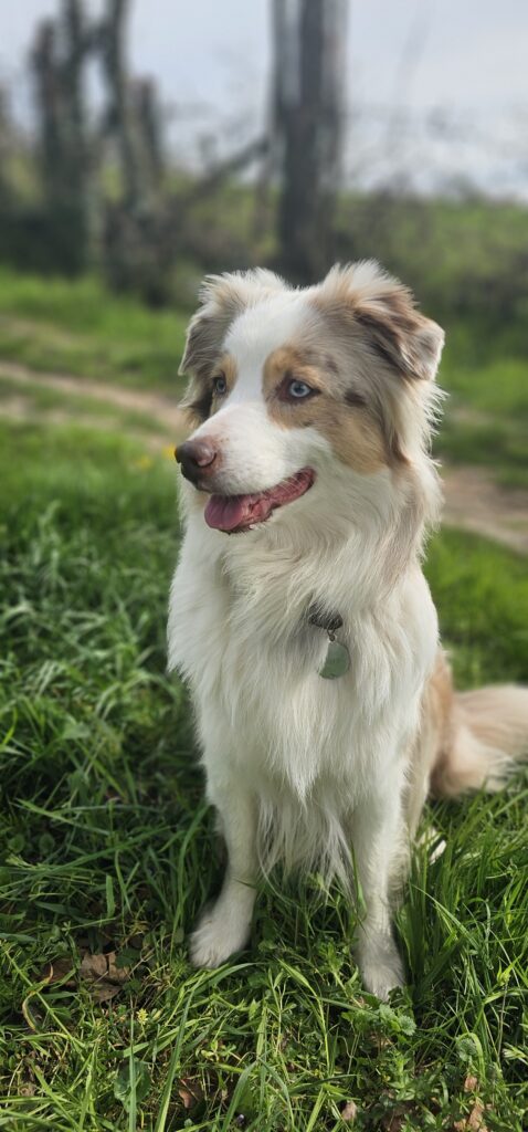 Oodles Hazel du Triskel des Elfes - Berger Australien LOF